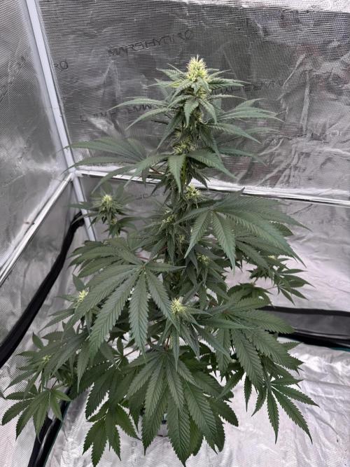 1st clone run 👯‍♀️✂️. Week 3