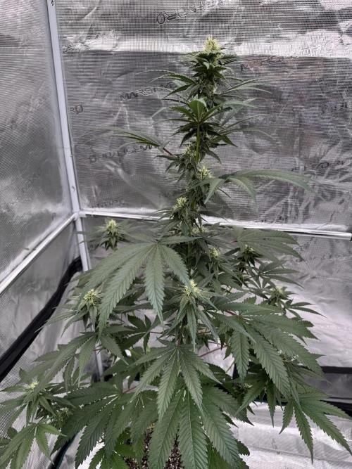 1st clone run 👯‍♀️✂️. Week 3