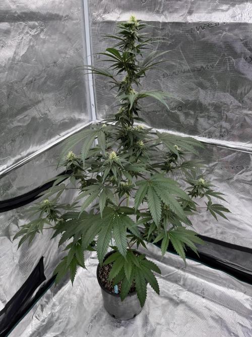 1st clone run 👯‍♀️✂️. Week 3