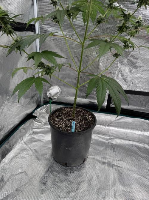 1st clone run 👯‍♀️✂️. Week 3