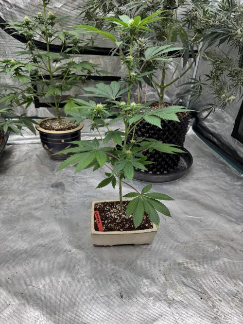 Black Cherry Gushers. Week 2