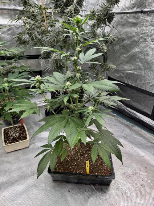 直幹 Chokkan 🌲. Week 2