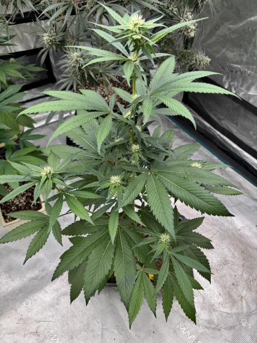 直幹 Chokkan 🌲. Week 2