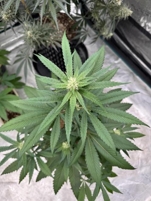 直幹 Chokkan 🌲. Week 2