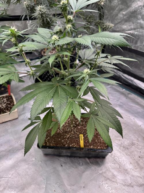 直幹 Chokkan 🌲. Week 2