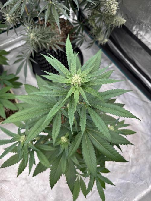 Sour Diesel x Zoda. Week 2
