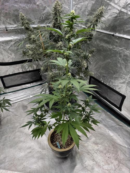 Hazy Bonsaï. Week 2