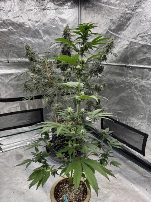 Hazy Bonsaï. Week 2