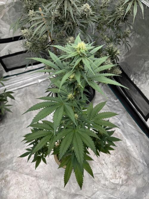 Hazy Bonsaï. Week 2