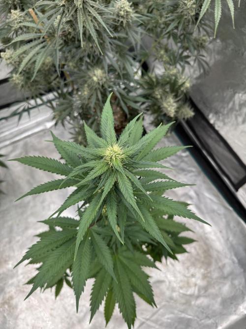 Hazy Bonsaï. Week 2
