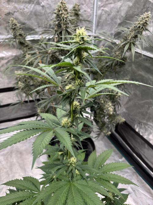 Hazy Bonsaï. Week 2