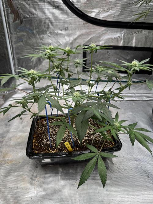 Pai Mei. Week 2