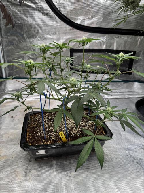 Pai Mei. Week 2