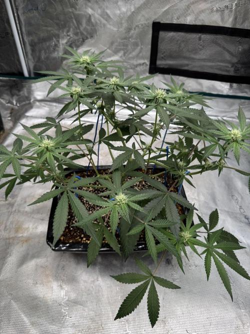 Pai Mei. Week 2
