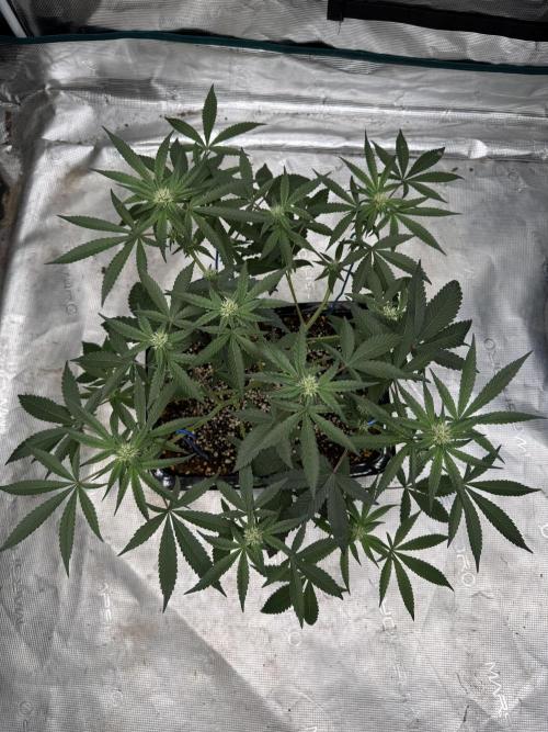 Pai Mei. Week 2