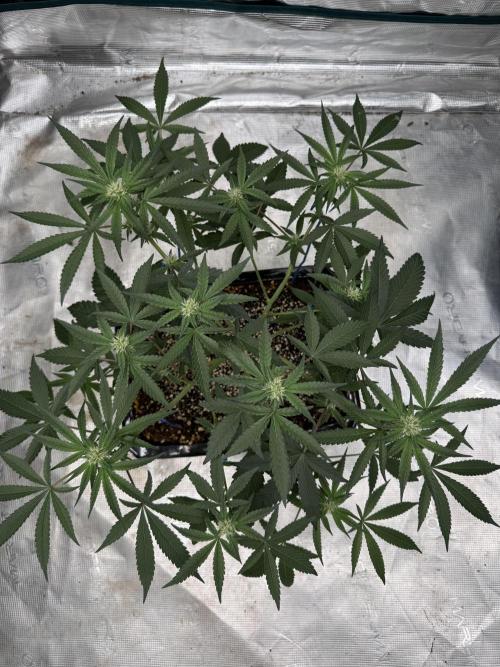 Pai Mei. Week 2