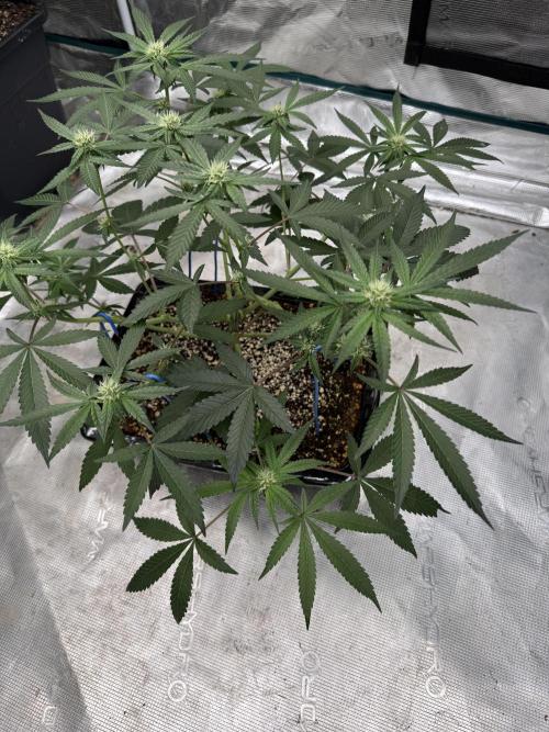Sour Diesel x Zoda. Week 2