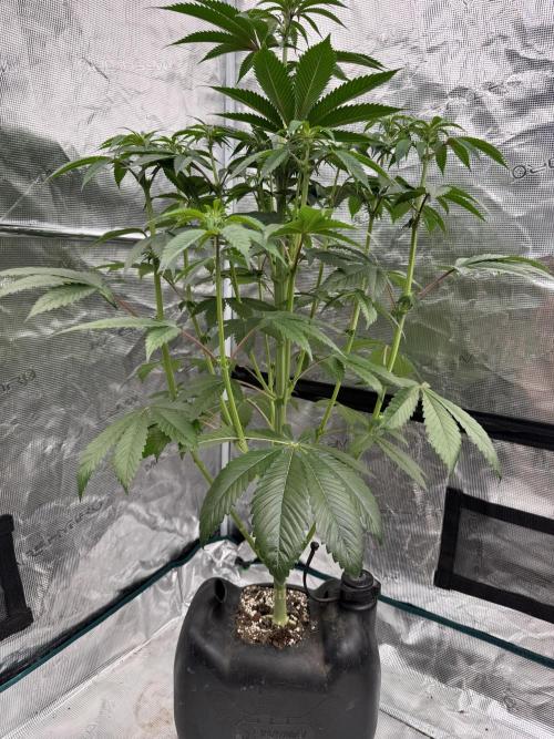 Roy’s Café. Week 8