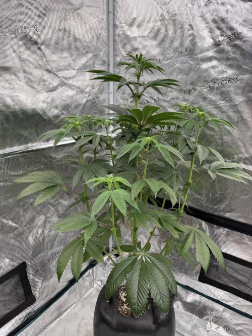 Roy’s Café. Week 8