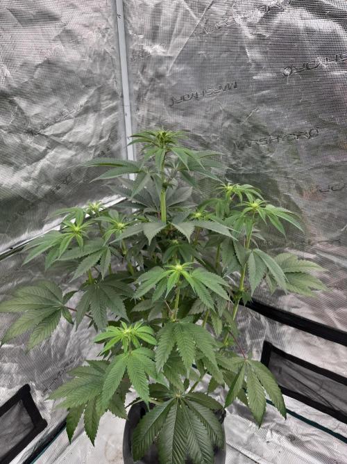 Roy’s Café. Week 8