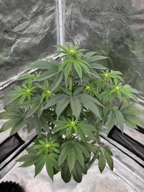 Roy’s Café. Week 8