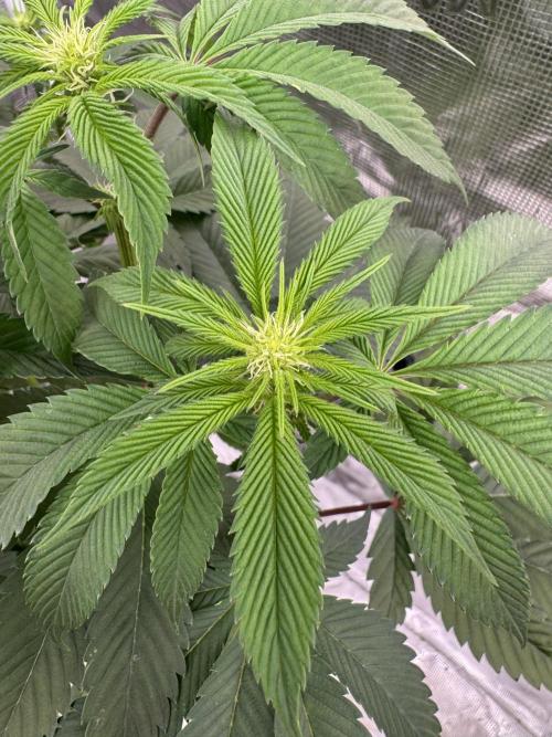 Roy’s Café. Week 8