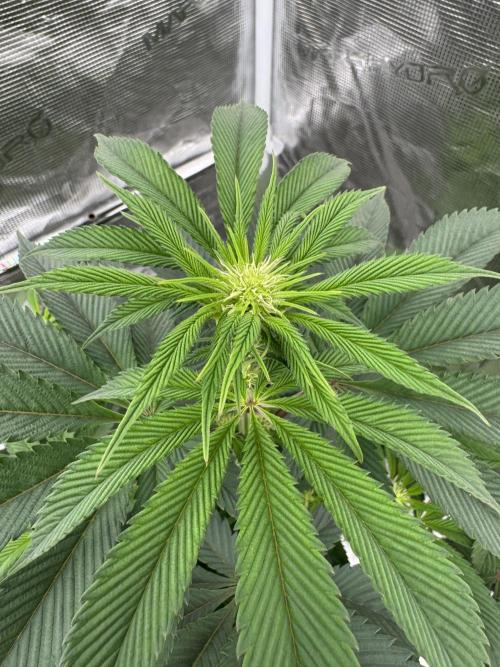 Sour Diesel x Zoda. Week 8