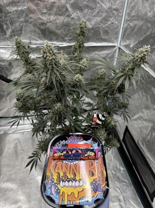 Sherbet Season 🌈. Week 14