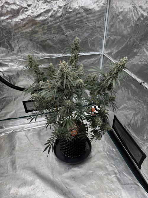 Sherbet Season 🌈. Week 14