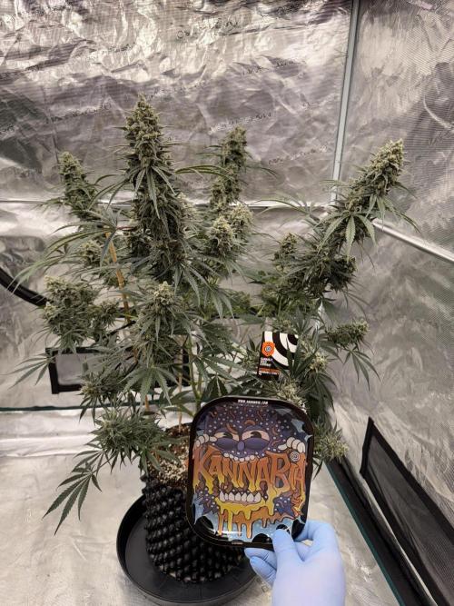 Sherbet Season 🌈. Week 14