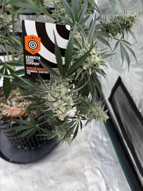 Sherbet Season 🌈. Week 14