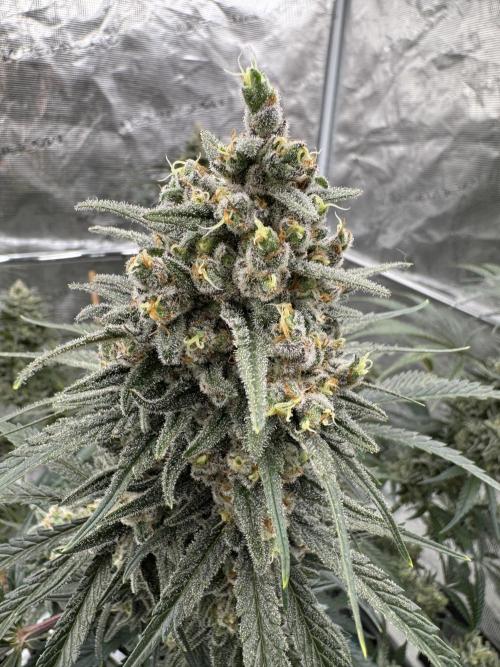 Sherbet Season 🌈. Week 14