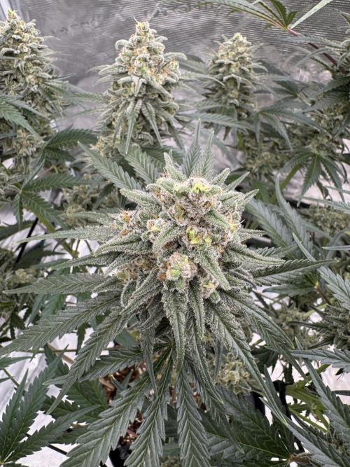 Sherbet Season 🌈. Week 14