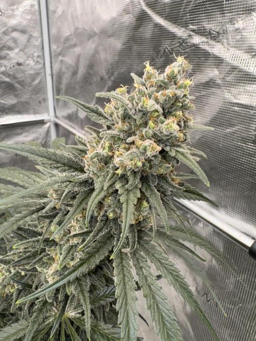 Sherbet Season 🌈. Week 14
