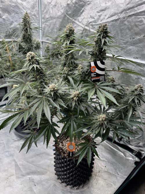 Sherbet Season 🌈. Week 14