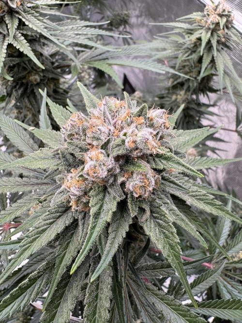Sherbet Season 🌈. Week 14