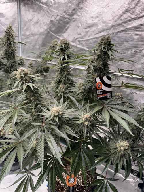 Sherbet Season 🌈. Week 14