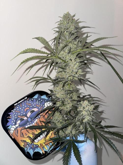 Sherbet Season 🌈. Week 14