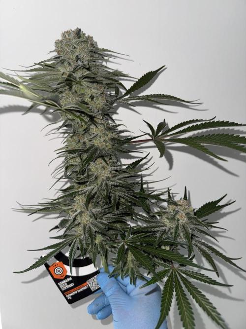 Sherbet Season 🌈. Week 14