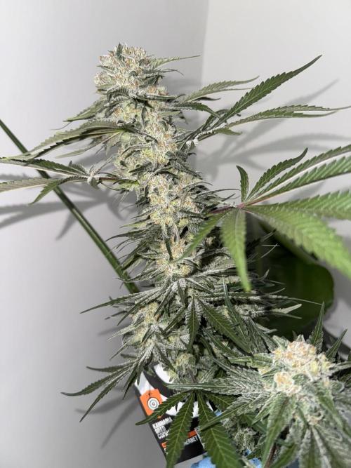 Sherbet Season 🌈. Week 14