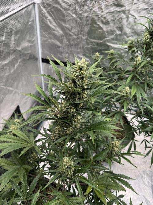 20/4 vs 24/0 💡. Week 7