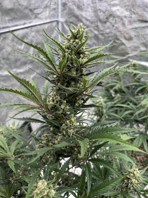 20/4 vs 24/0 💡. Week 7