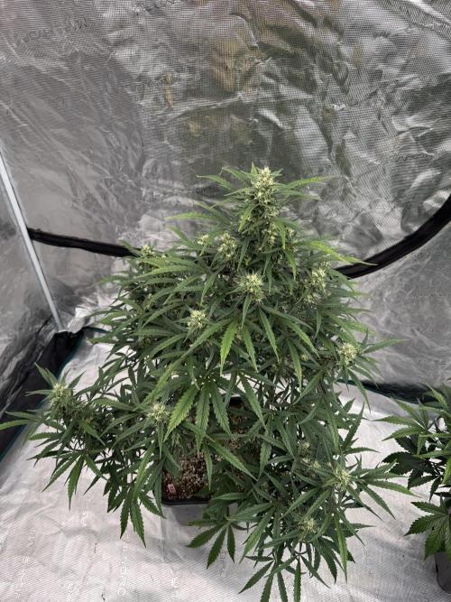 Amnesia Z Auto. Week 7