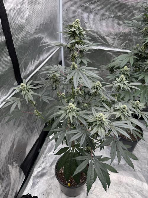 1st clone run 👯‍♀️✂️. Week 4