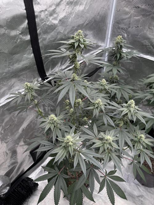 1st clone run 👯‍♀️✂️. Week 4