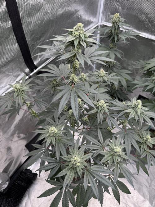 1st clone run 👯‍♀️✂️. Week 4