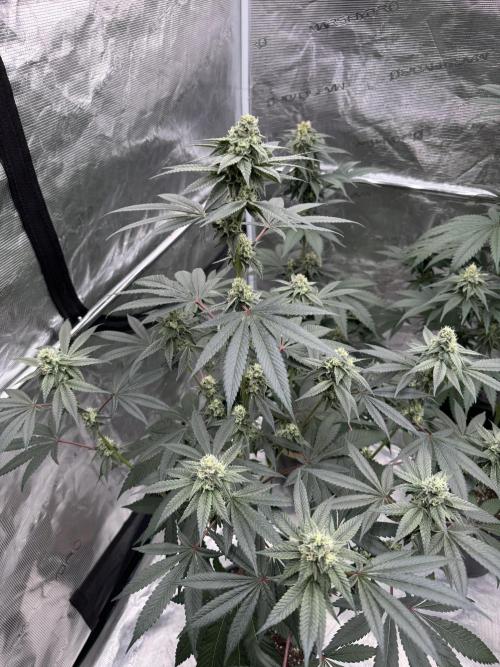 1st clone run 👯‍♀️✂️. Week 4