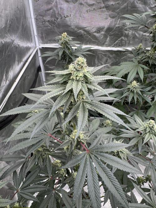 1st clone run 👯‍♀️✂️. Week 4
