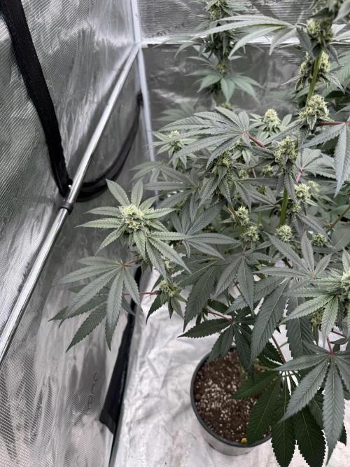 1st clone run 👯‍♀️✂️. Week 4