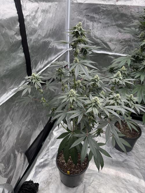 1st clone run 👯‍♀️✂️. Week 4